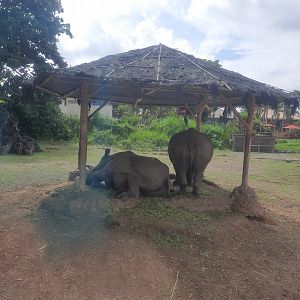 safari journey - white rhinoceros (ceratotherium simum)