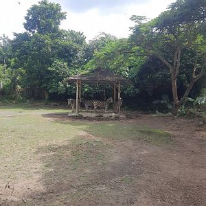 safari journey - chapman's zebra (equus quagga chapmani)