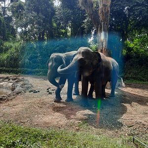 safari journey - sumatran elephant (elephas maximus sumatranus)