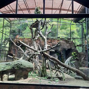 proboscis monkey (nasalis larvatus) & malayan porcupine (hystrix brachyura) exhibit