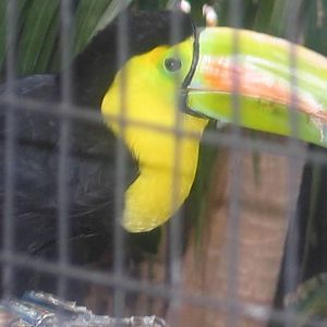 Keel-billed Toucan (Ramphastos sulfuratus)
