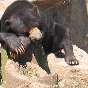 Sun Bear?