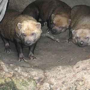 Bush Dogs (Speothos venaticus)