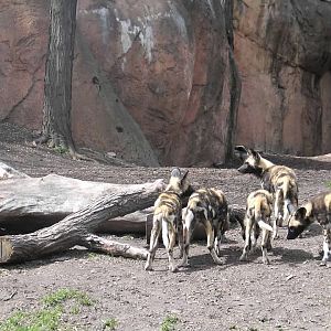 African Wild Dogs (Lycaon pictus)