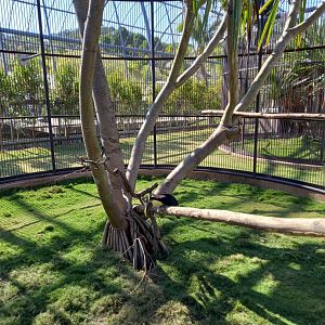 Yellow-throated Toucan and Siamese Fireback exhibit, Jojozoo Bird Park