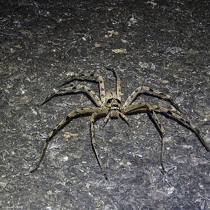 Heteropoda venatoria