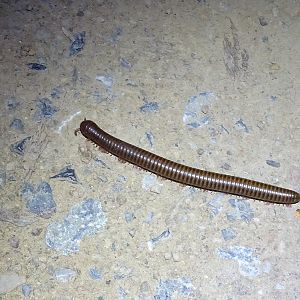 Thyropygus allevatus