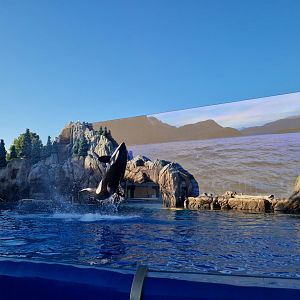 Orca show