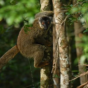 Common brown lemur (Eulemur fulvus)