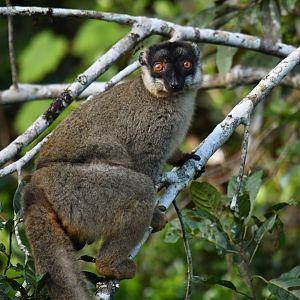 Common brown lemur (Eulemur fulvus)