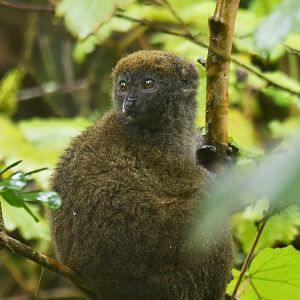Eastern lesser bamboo lemur (Hapalemur griseus)