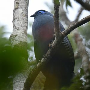 Blue Coua Coua caerulea