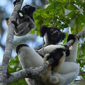 Indri (Indri indri)