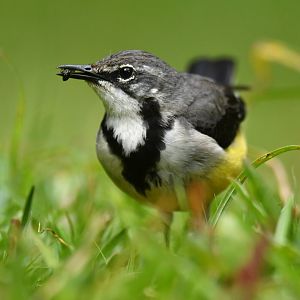 Madagascar Wagtail Motacilla flaviventris
