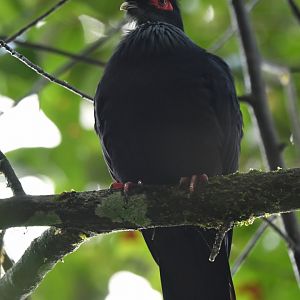 Madagascar Blue-Pigeon Alectroenas madagascariensis