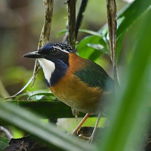 Pitta-like Ground-Roller Atelornis pittoides