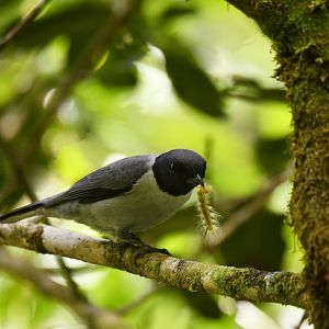 Ashy Cuckooshrike Ceblepyris cinereus