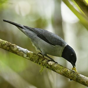 Ashy Cuckooshrike Ceblepyris cinereus