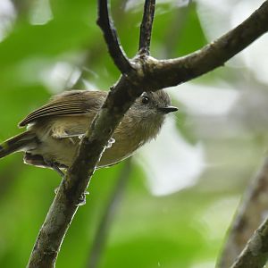 Dark Newtonia Newtonia amphichroa