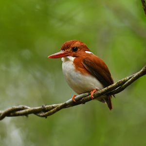 Madagascar Pygmy-Kingfisher Corythornis madagascariensis