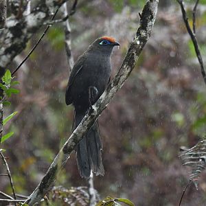 Red-fronted Coua Coua reynaudii