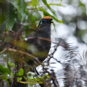 Red-fronted Coua Coua reynaudii