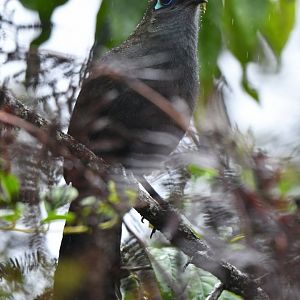 Red-fronted Coua Coua reynaudii