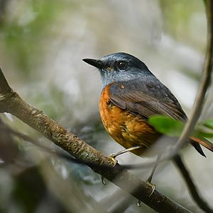 Forest Rock-Thrush Monticola sharpei