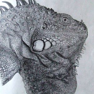 Drawing, Iguana iguana rhinolopha