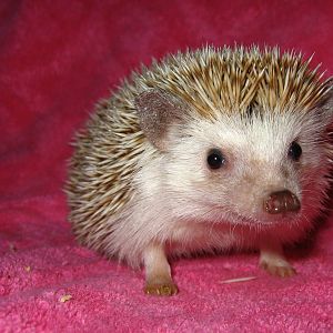 African Pygmy Hedgehog