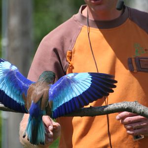 Lilac-breasted Roller, free flight show, Rotterdam 06/2008