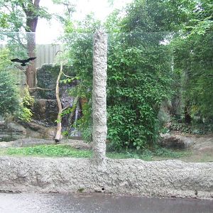 Bush dog enclosure @ Budapest Zoo