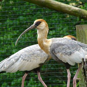 Buff necked ibis