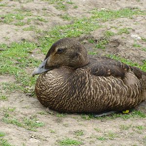 Faroe eider