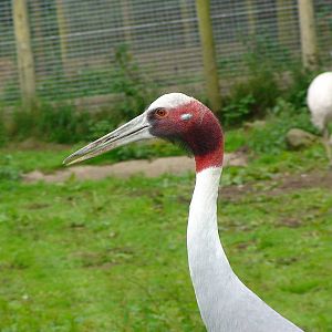 Indian Sarus Crane