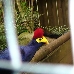 Lady Ross' Turaco