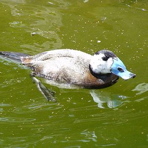 White headed duck