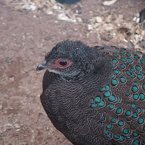 Germain's Peacock pheasant