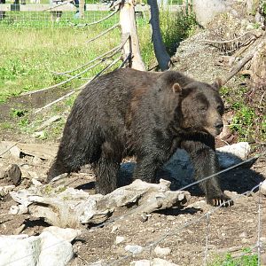 Grouse Mountain - Vancouver, B.C.