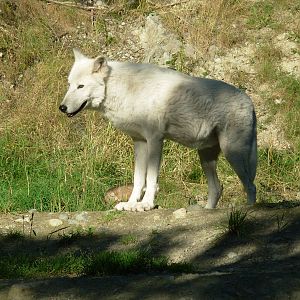 Wolf at the Grouse Mountain Wildlife Refuge