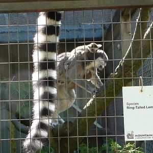 Ring-Tailed Lemur + Baby