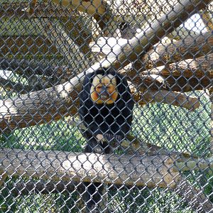 White-Faced Saki Monkey