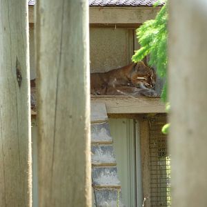 Temminck's Golden Cat