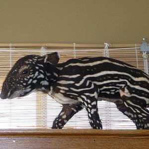 Stuffed Baby Tapir