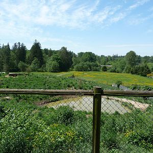 African Wild Dog Enclosure
