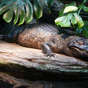 Caiman