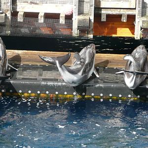 Pacific White-Sided Dolphins