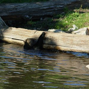 Grizzly Bear in one of the deep pools