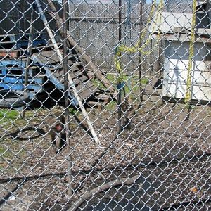 Japanese Snow Macaques - Guzoo May 31st