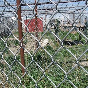 Wolf Cage - Guzoo May 31st 2008